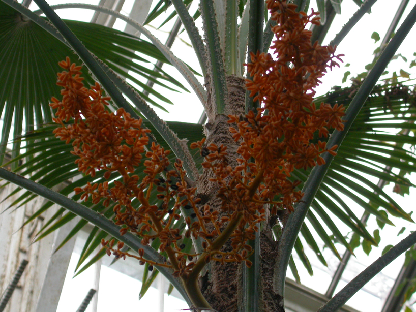 Arecaceae Trachycarpus martianus