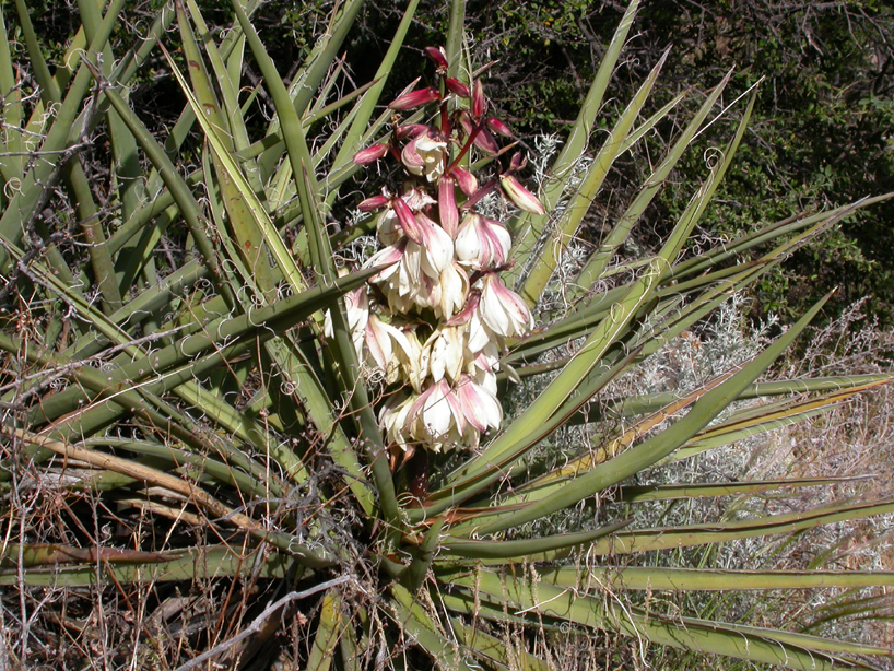 Asparagaceae Yucca baccata