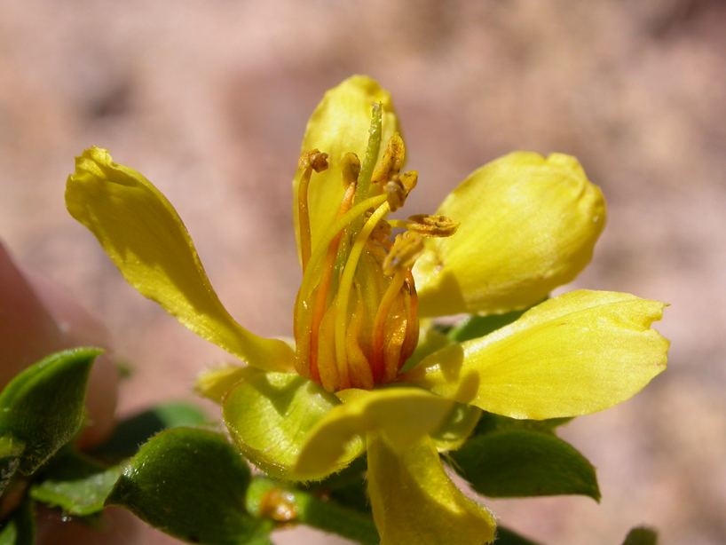 Zygophyllaceae Larrea tridentata
