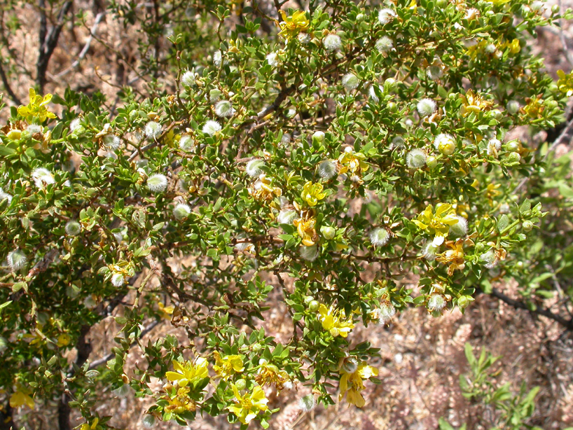 Zygophyllaceae Larrea tridentata