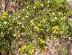 image of Larrea tridentata