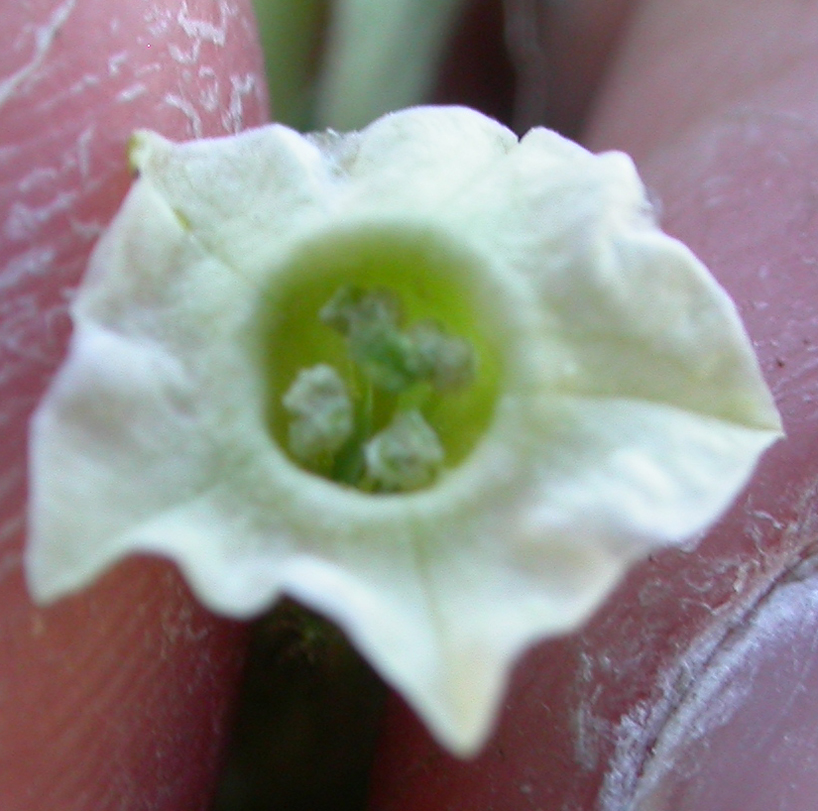 Solanaceae Nicotiana trigonophylla