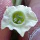 image of Nicotiana trigonophylla