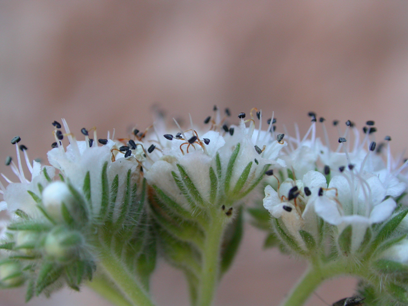 Hydrophyllaceae Phacelia 