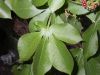 image of Jatropha hyssopifolia