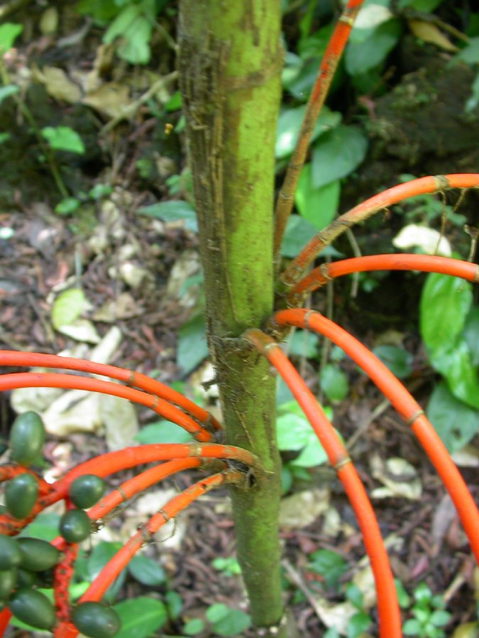 Arecaceae Chamaedorea alternans
