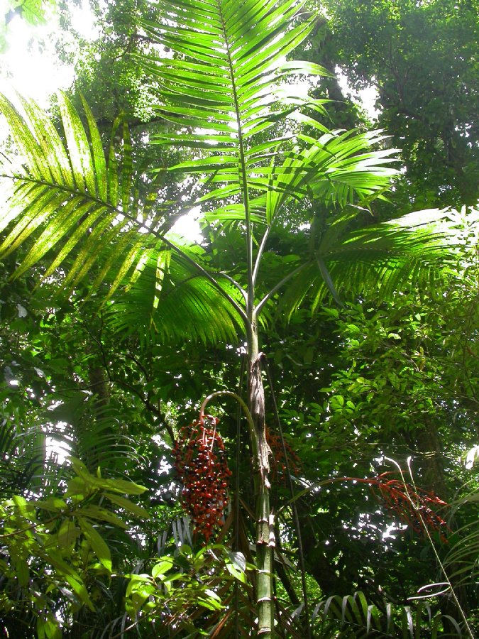 Arecaceae Chamaedorea woodsonia