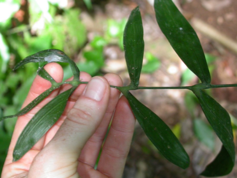 Arecaceae Chamaedorea elatior