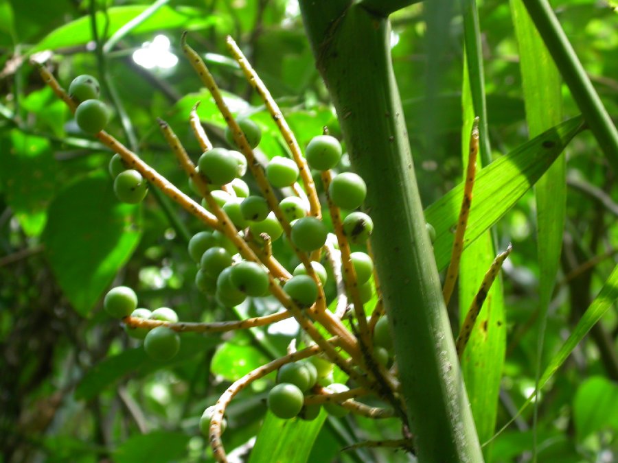 Arecaceae Chamaedorea elatior