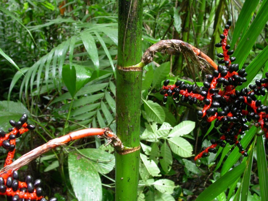 Arecaceae Chamaedorea tepejilote