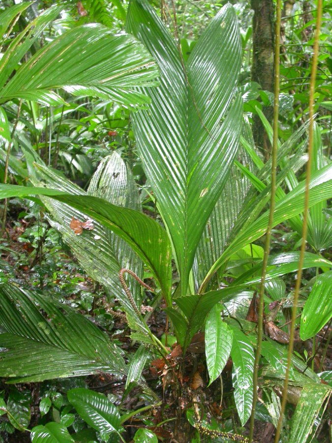 Arecaceae Geonoma cuneata