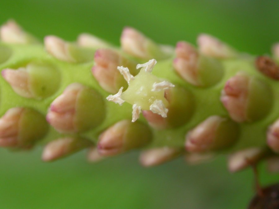 Arecaceae Calyptrogyne ghiesbreghtiana