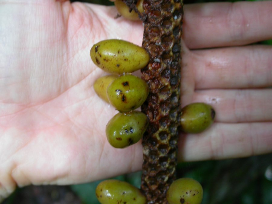 Arecaceae Pholidostachys pulchra
