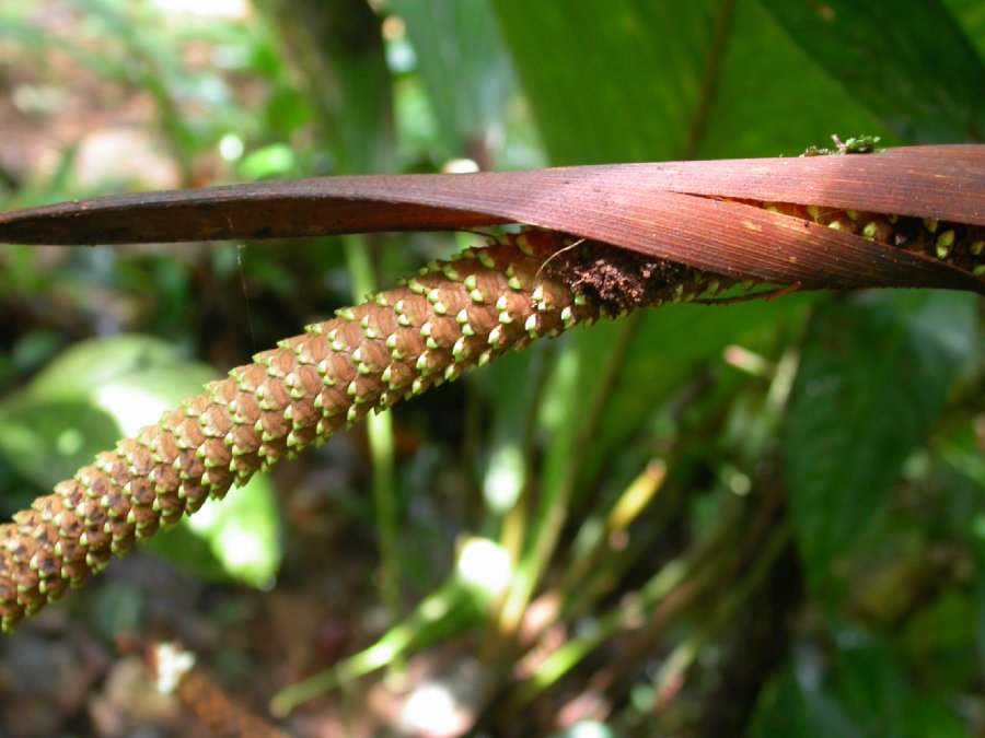 Arecaceae Pholidostachys pulchra