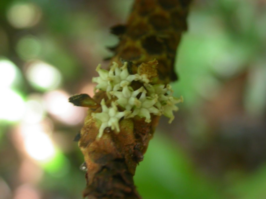 Arecaceae Pholidostachys pulchra
