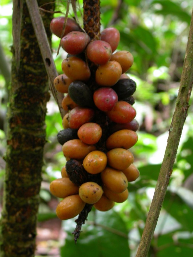 Arecaceae Pholidostachys pulchra