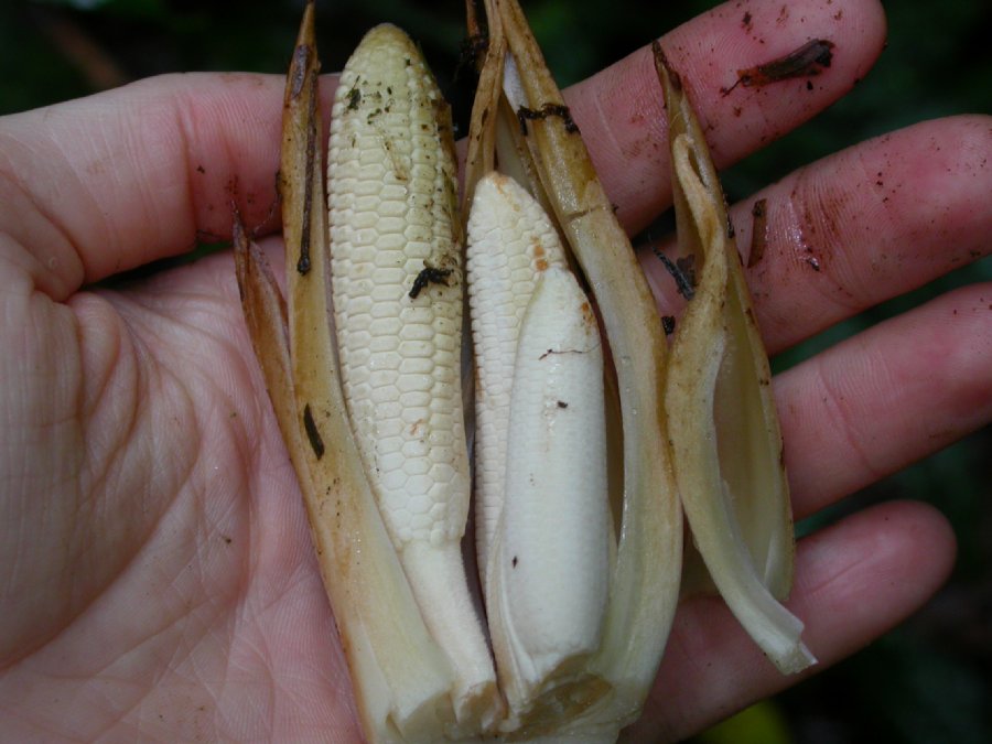 Zamiaceae Zamia neurophyllidia