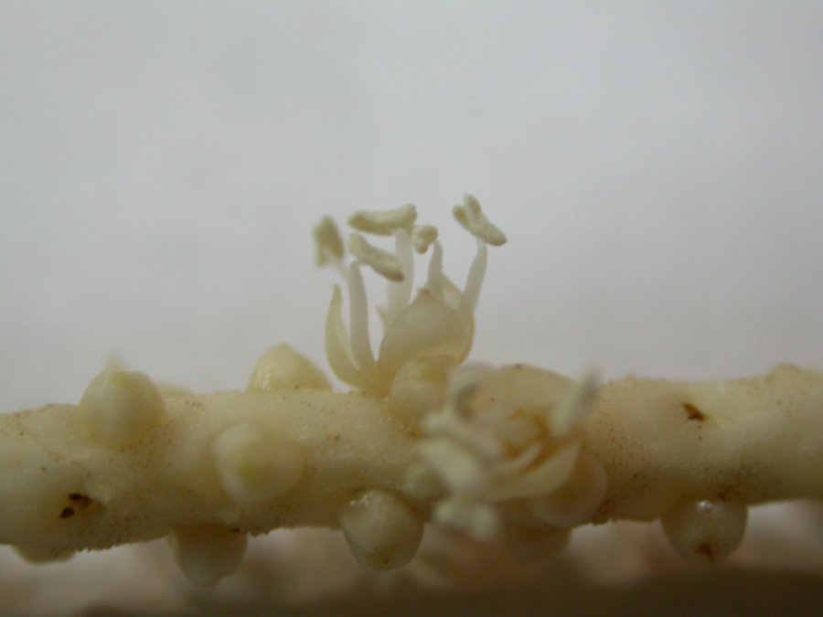 Arecaceae Prestoea decurrens