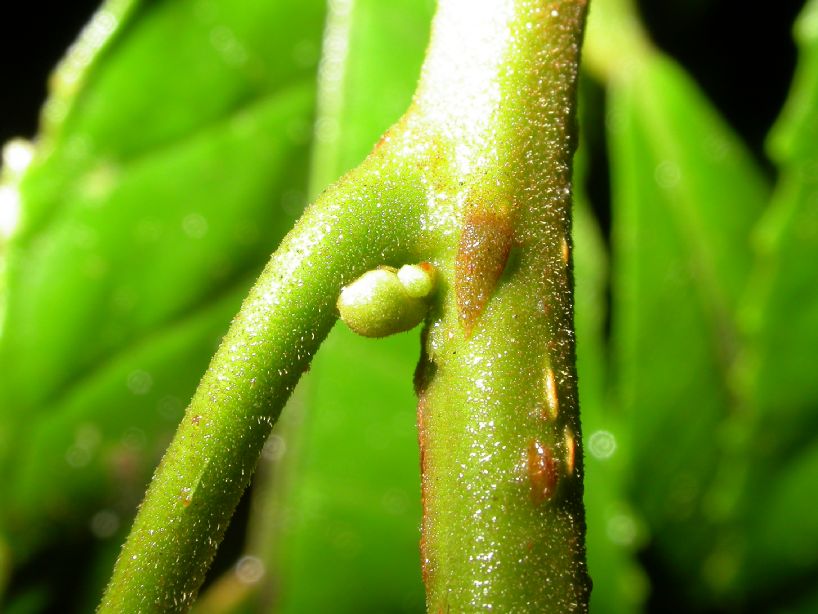 Kiggelariaceae Carpotroche platyptera