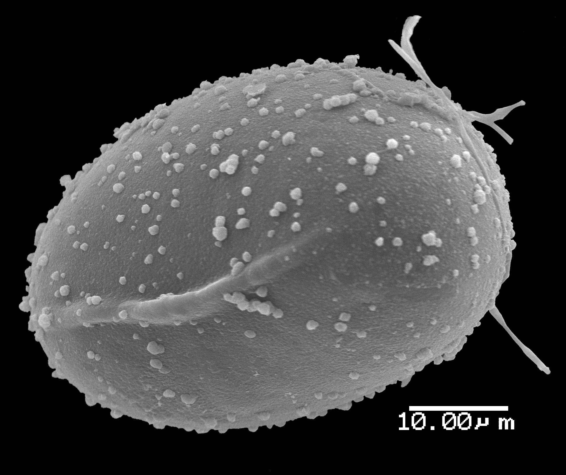 Lomariopsidaceae Lomariopsis boninensis