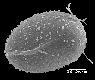 image of Lomariopsis boninensis