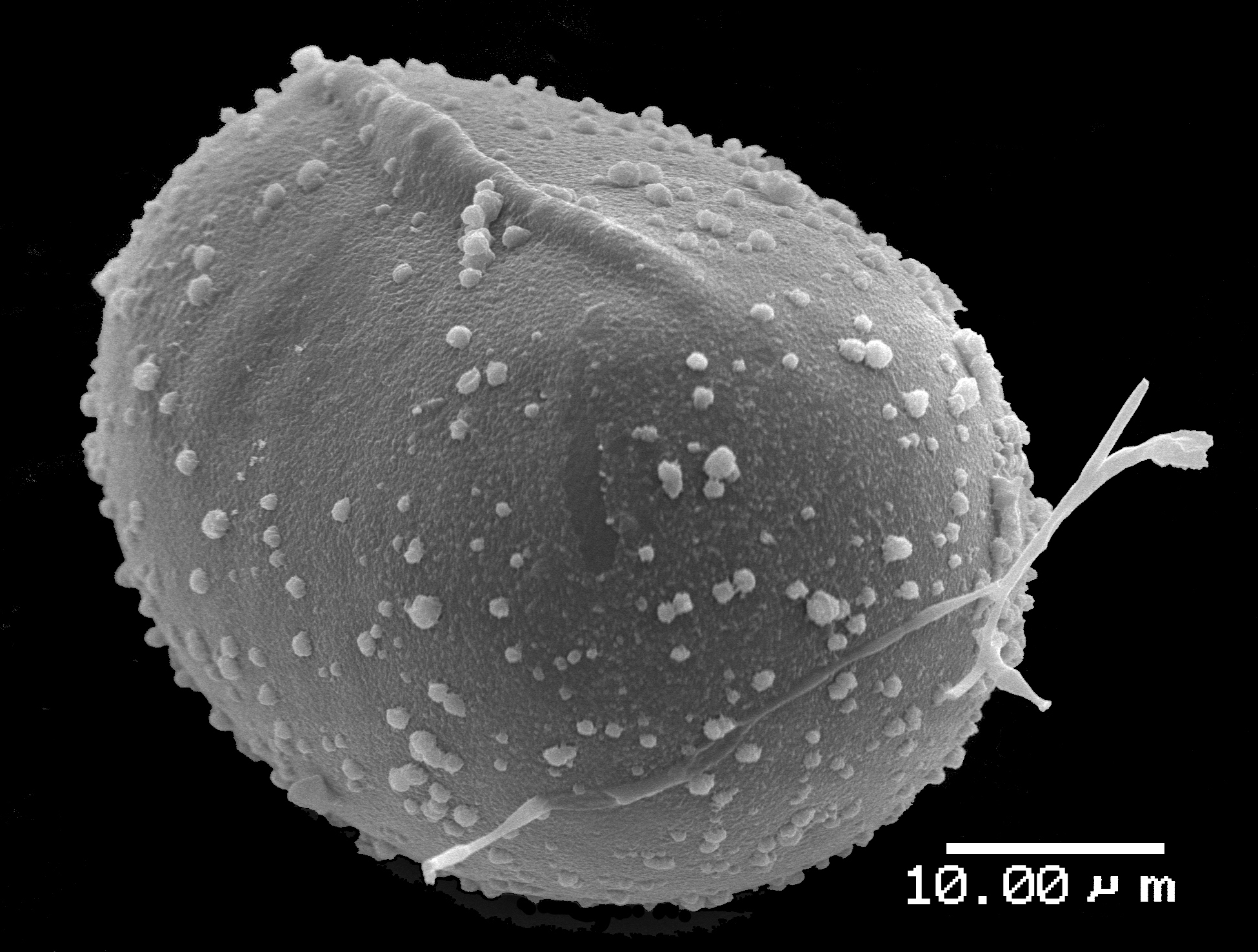 Lomariopsidaceae Lomariopsis boninensis