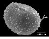 image of Lomariopsis boninensis