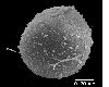 image of Lomariopsis boninensis