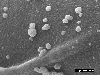 image of Lomariopsis boninensis