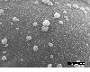 image of Lomariopsis boninensis