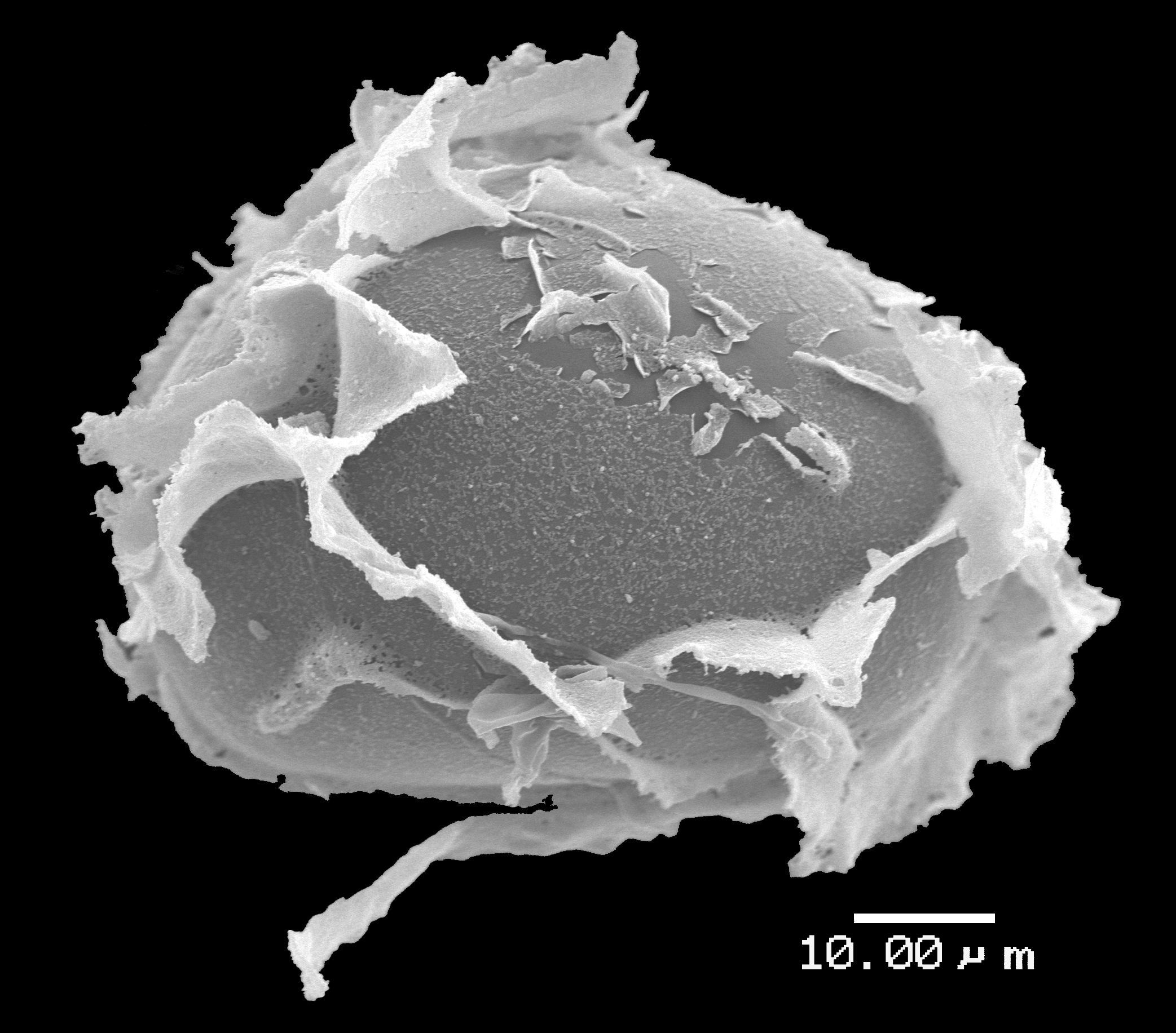 Lomariopsidaceae Lomariopsis brackenridgei