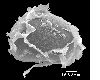image of Lomariopsis brackenridgei