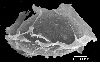 image of Lomariopsis brackenridgei