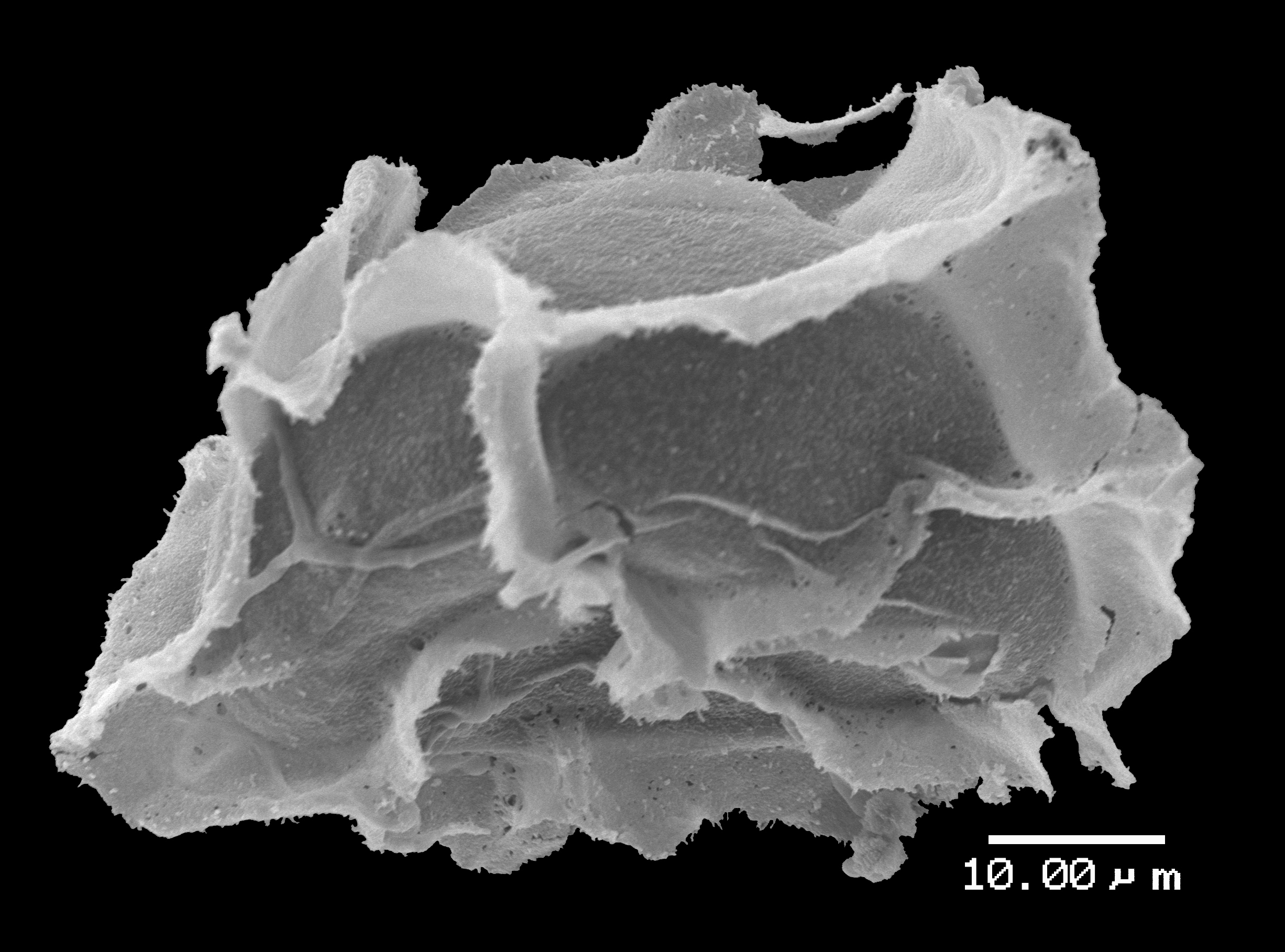 Lomariopsidaceae Lomariopsis brackenridgei