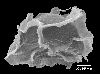 image of Lomariopsis brackenridgei
