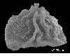 image of Lomariopsis cochinchinensis