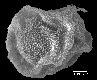 image of Lomariopsis cochinchinensis