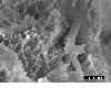 image of Lomariopsis cochinchinensis