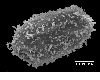 image of Lomariopsis cordata