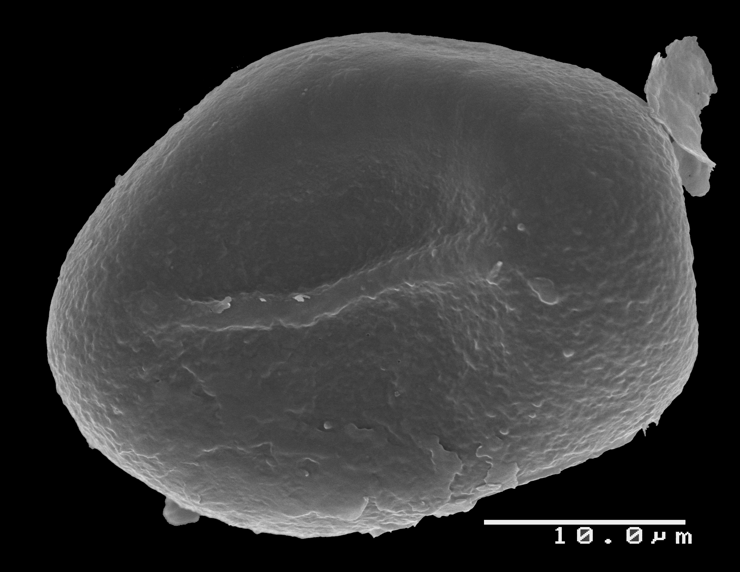 Lomariopsidaceae Lomariopsis crassifolia