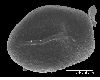 image of Lomariopsis crassifolia