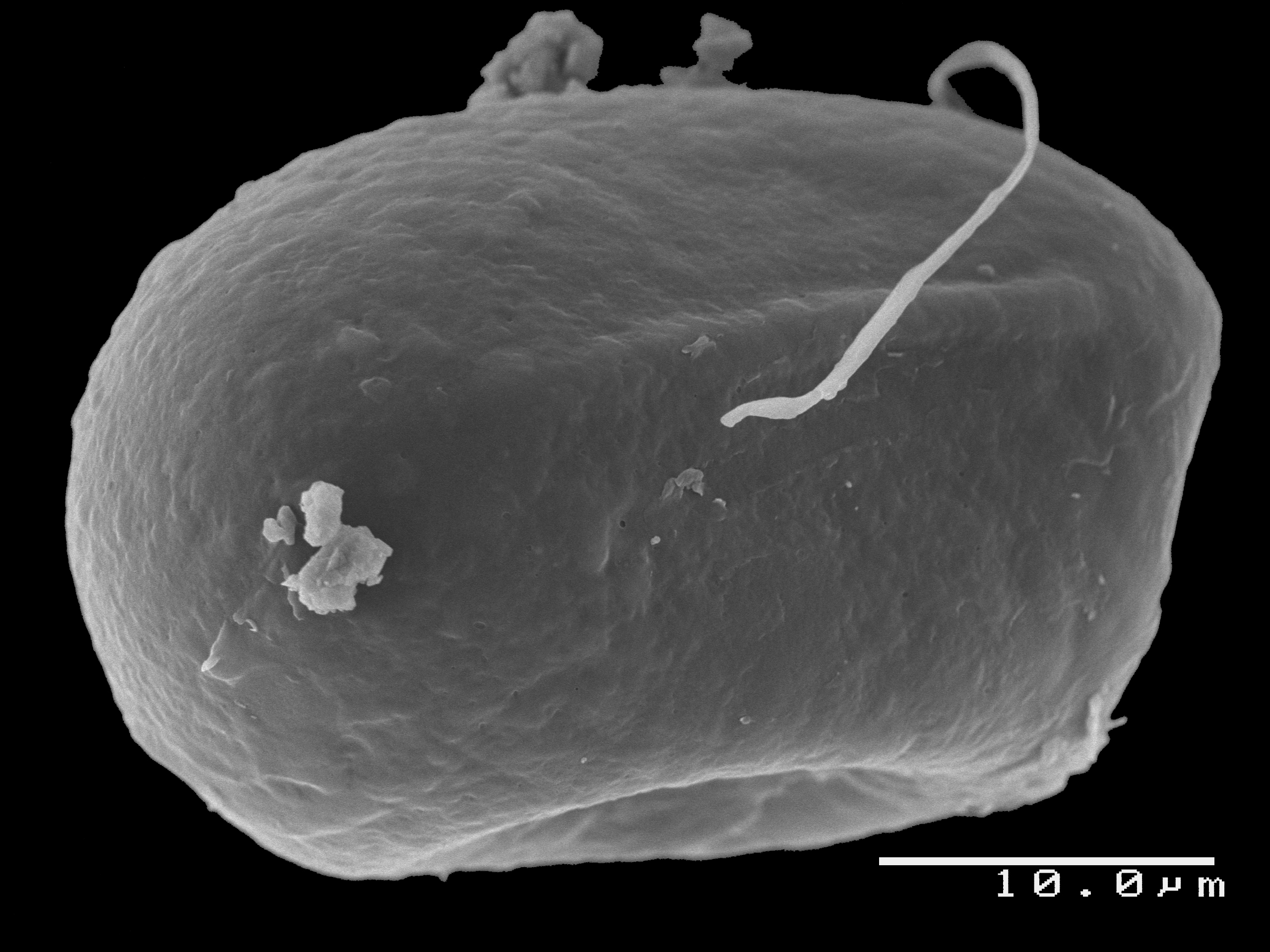 Lomariopsidaceae Lomariopsis crassifolia