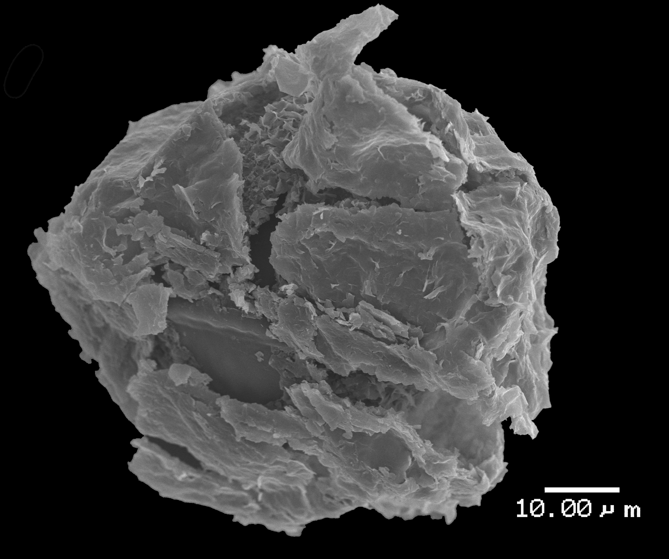 Lomariopsidaceae Lomariopsis decrescens