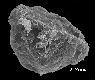 image of Lomariopsis decrescens