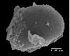 image of Lomariopsis decrescens