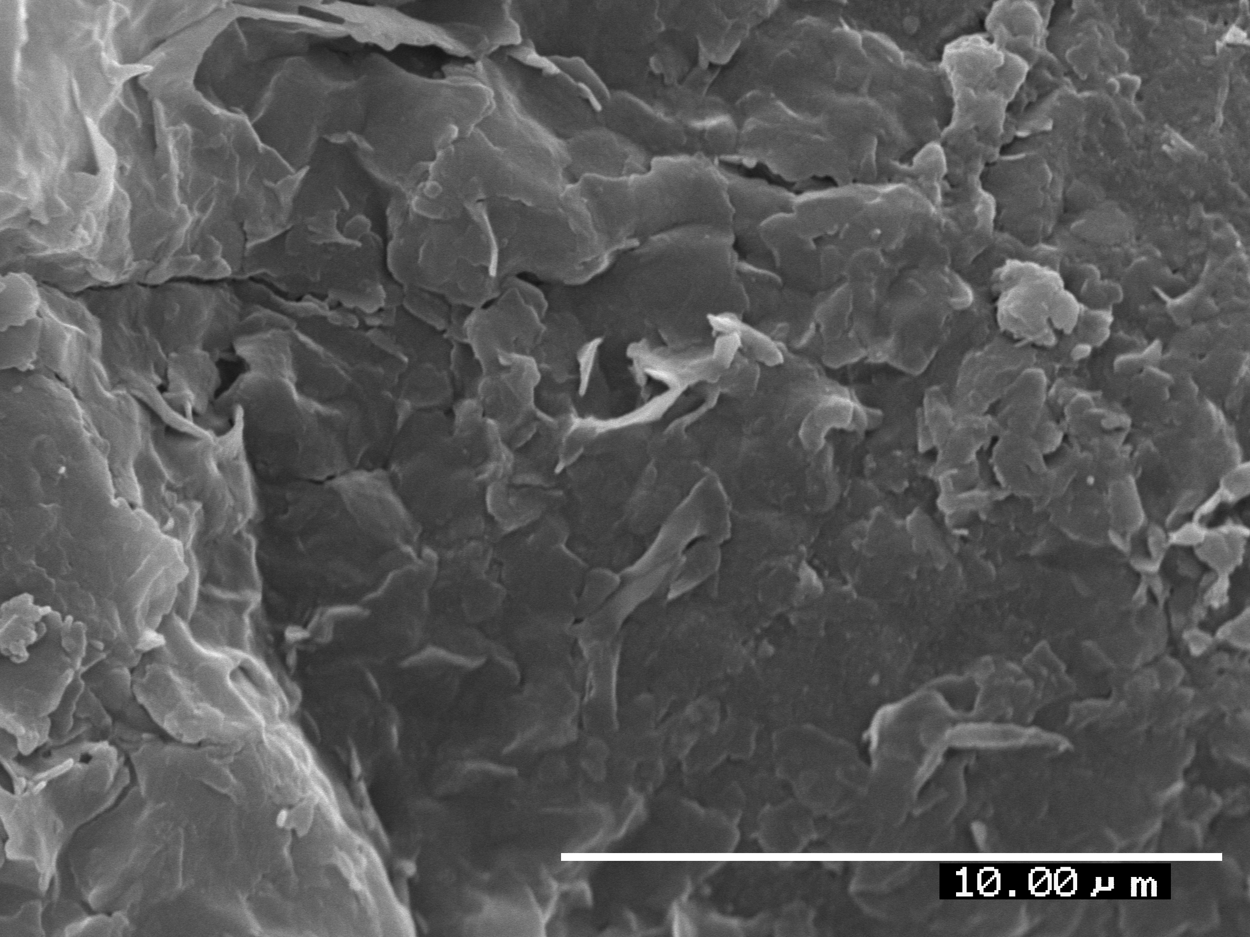 Lomariopsidaceae Lomariopsis decrescens