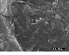 image of Lomariopsis decrescens