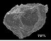 image of Lomariopsis decrescens