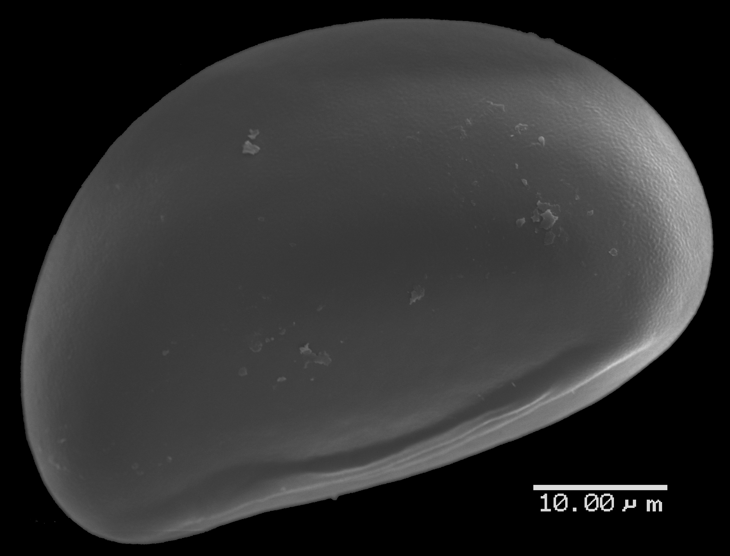 Lomariopsidaceae Lomariopsis decrescens