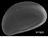 image of Lomariopsis decrescens